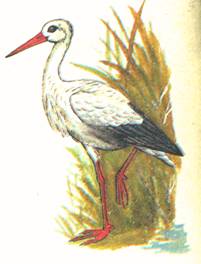 SWScan00117