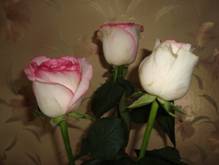 DSC00330.JPG