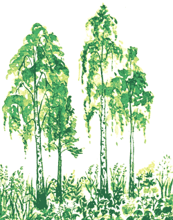 http://*****/rus/publications/lesnich/les2.gif