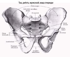 http://www.eurolab.ua/img/anatomy/a_45_1.jpg