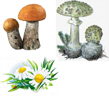 http://*****/get/5808/cadi-1986.728/0_8938e_b64d145e_XL,http://*****/data/Glossary/images/p56_muxomorjelto-zelenyiy.jpg,http://im4-tub-ru.yandex.net/i?id=9-72&n=21
