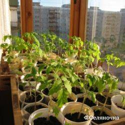 Тонкости тоненьких всходов