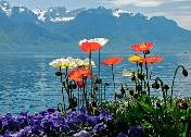 C:\Documents and Settings\Admin\������� ����\Switzerland\Flowers_Lake,_Montreux_Wallpaper_bs9pa.jpg