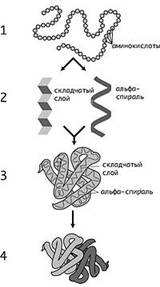 http://upload.wikimedia.org/wikipedia/commons/thumb/d/de/Protein-structure_ru.jpg/200px-Protein-structure_ru.jpg