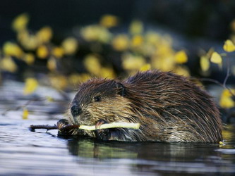 http://*****/files/image/beaver.jpg
