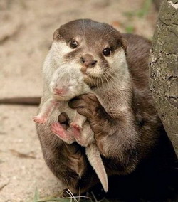 http://*****/files/image/beaver_baby.jpg