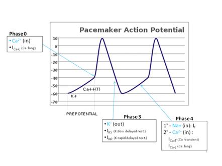 C:\Users\Dima\Desktop\800px-Pacemaker_potential_annotated.gif