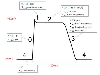 C:\Users\Dima\Desktop\800px-Action_potential_ventr_myocyte.gif