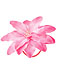 Exotic Hairband