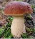 http://www.mushrooms.tj/img/logo1.jpg