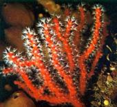 http://2.bp.blogspot.com/_9fGCP9O0zxI/Slckmh2mrxI/AAAAAAAAADk/Ayr0GHCm-Io/s200/Corallium+rubrum.jpg
