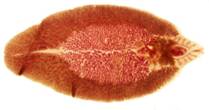 http://*****/images/diagnostics/118-helminth.jpg