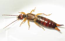 http://www.lorologiaiomiope.com/wp-content/2008/05/forficula_auricularia_female_1181.jpg