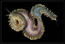 http://*****/uploads/posts/2009-08/_macro_4.jpg