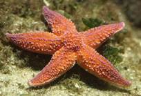 http://www.aquarium-larochelle.com/sites/default/files/imagecache/especes_marines_fiche/Asterias%20rubens.jpg