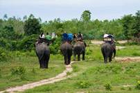 ��������: pattaya-elephant-village