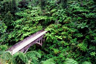G:\Pictures\New Zealand Mark II\Itinerery Images\Wellington\Bridge to nowhere\BN 1 8.2-5.5.jpg
