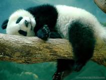 C:\Documents and Settings\Admin\������� ����\����� �����\����\�����\chengdu-panda-tour-10.jpg