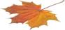 http://*****/images/maple.jpg