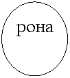 Овал: рона