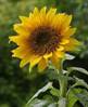 ��������: http://upload.wikimedia.org/wikipedia/commons/thumb/a/a9/A_sunflower.jpg/258px-A_sunflower.jpg