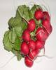 ��������: http://upload.wikimedia.org/wikipedia/commons/thumb/0/03/Radish.jpg/260px-Radish.jpg