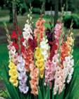 ��������: http://blog.bloomsbythebox.com/wp-content/uploads/2009/07/Gladiolus.jpg
