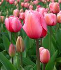 ��������: http://upload.wikimedia.org/wikipedia/commons/thumb/4/44/Tulip_-_floriade_canberra.jpg/270px-Tulip_-_floriade_canberra.jpg