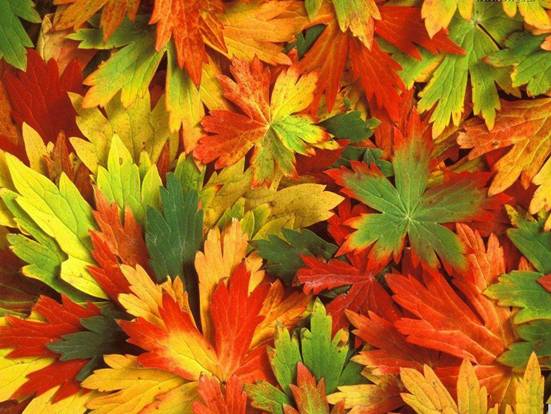 http://sergio.at.ua/Img/pogoda/autumn/otm005.jpg