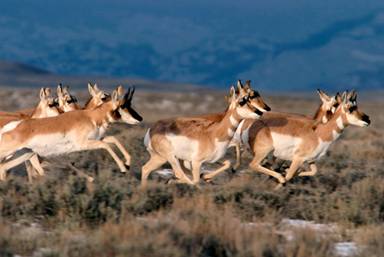 pronghorn_running_Mark_Goecke_Wyoming_Game_and_Fish_500.jpg