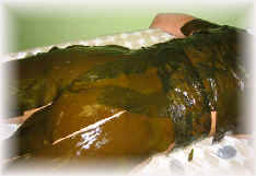 lamina4.jpg