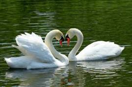 http://*****/wp-content/uploads/2011/09/%D0%BB%D0%B5%D0%B1%D0%B5%D0%B4%D1%8C-7.jpg