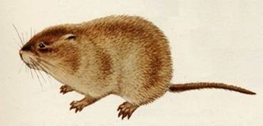 http://*****/content/pests/Arvicola_terrestris/Arvicola_terrestris.jpg