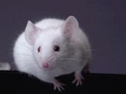 ���� : 000824_Mouse_resize