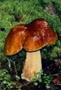 Опис : boletus_edulis_s