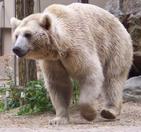 ���� : 250px-Ursus_arctos_syriacus