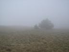 ���� : fog