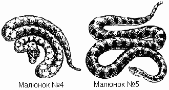 ndz4