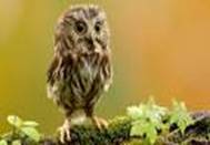 http://t1.gstatic.com/images?q=tbn:ANd9GcQA95LU7w0kzSUt2zdZsHWEabPF5QaNaXteqSa3Rg2_UuQA7OCqo9ft148