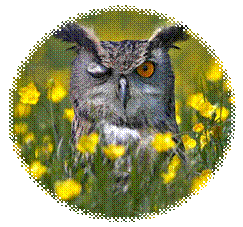 owl.jpg