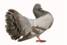 http://www.mealberry.ru/files/Image/pages/Golubi/Pigeon.jpg