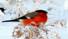 http://t3.gstatic.com/images?q=tbn:ANd9GcTJqUZQJyBsdyBFKEBimGoTg_WxtaZ5Ve8nLj2R8AurNmxIFCWV