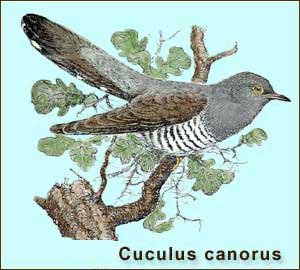������������ ������� - Cuculus canorus