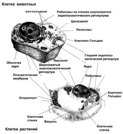 http://images.km.ru/education/referats/img/72904%7E002.gif