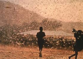 http://yarkov89.narod2.ru/predskazaniya_i_prorochestva/bibliya_kolbrina/_locusts.jpg?rand=
