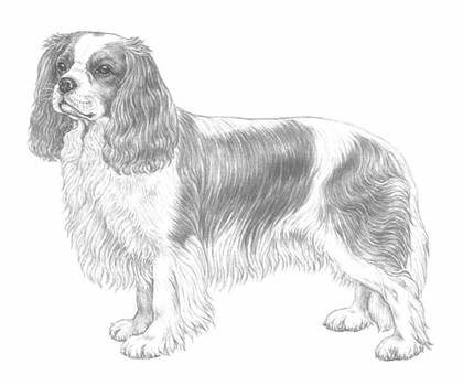http://www.skk.se/PageFiles/911/cavalier-king-charles-spaniel---136_vv_800px.jpg