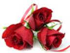http://tourisme.grandesetapes.fr/fr/evenements/docs/gef_eve_pm_stvalentin_roses.jpg