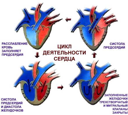 http://www.zateevo.ru/userfiles/image/Sobitiya/270308/serdze_cikl.jpg