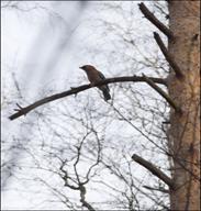 ����� (Garrulus glandarius)