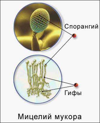Микроскопическое